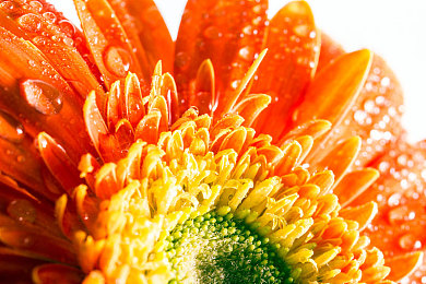 美女被操网站|网络世界女士尊严的保护与未来希望-1