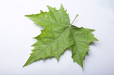 欧美致敬很多经典的黑白mv｜时光穿越，黑白经典再现之旅-1