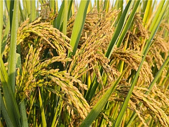 18禁止网站|网络清朗,守护青春防线——全面整治“18禁止网站”行动纪实-1