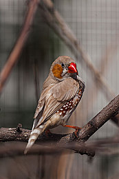 免费看a｜文化盛宴全民享，免费看a乐无边-1