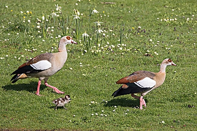 夫妻网|夫妻网助力现代婚恋:便捷高效,搭建幸福桥梁-1