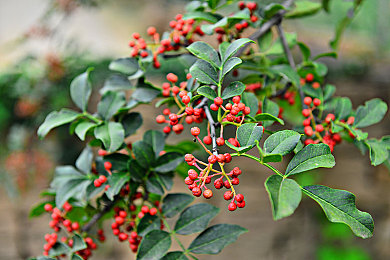 卫校示范课妈妈陈老师|润心医教,母爱筑梦,校园明星教师陈老师传颂佳话-1