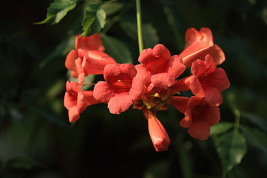 BBC跨越种族黑白配|奇幻大陆的黑白融合之旅:种族和解的奇幻冒险之旅-1