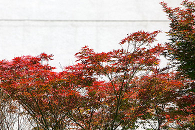 juliaann 大战黑人|网络风暴:种族歧视的反思与挑战-2