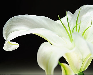 黑料不打烊最近官网|娱乐圈背后的秘密与隐私之战-1