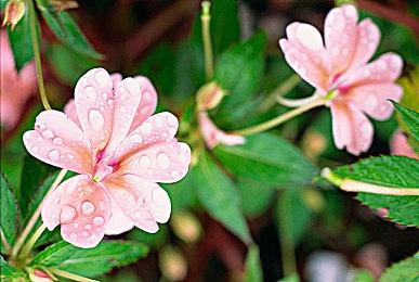 撕开她的 吸奶头打扑克|打破常规,互动惊悚:探索“撕奶牌”扑克乐趣-1