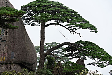 九九这里有精品｜揭秘购物天堂：九九这里有精品，打造独特高品质购物体验-1