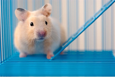 月亮直播｜月亮直播：创新互动体验，开启直播新纪元，引领潮流风尚-1