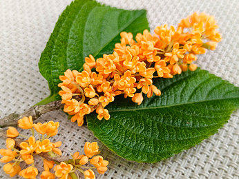 春雨直播在线观看视频免费播放|春雨直播:免费观看,多元内容,高清画质,精彩不断,用户喜爱的直播平台揭秘-1