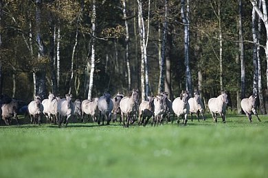 火影忍者成人｜鸣人成年启新篇，火影经典再续辉煌之旅-1