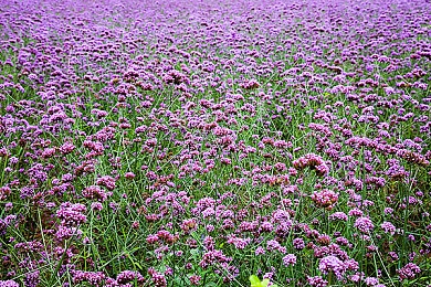 望月直播|科技映月,文化新生,跨界直播盛宴-1