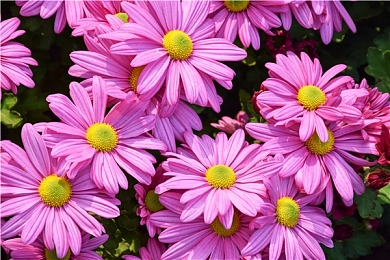 83x7cc正版|“揭秘‘83x7cc正版’风波:知识产权保护刻不容缓,消费者权益亟待保障”-1