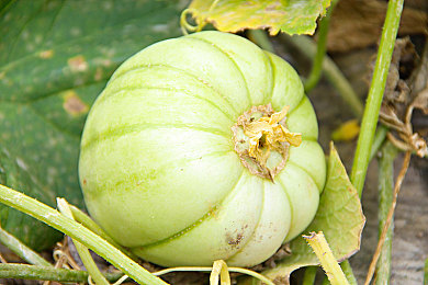 日本护士free另类内谢｜穿越樱花之国：日本护士创新关怀之旅-1