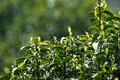 梦莹回乡扫墓并欢｜知名艺人梦莹清明回乡祭祖，传承孝道共度佳节