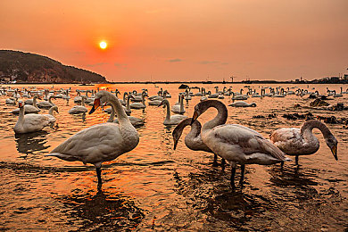 丁香六月|盛夏丁香花海:各地花节绽放,诗意六月魅力无限-1