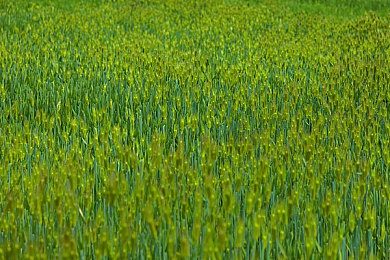 香蕉插进桃子｜奇思妙想还是食品安全警钟？香蕉桃子组合引发全民热议-1
