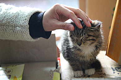 红桃成品人视频入口｜红桃成品人视频入口引领VR新潮流：身临其境体验无限可能-1