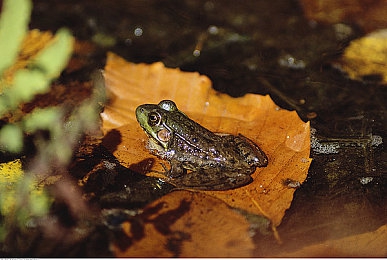 xaxhaya维语｜探寻维语魅力，让生活色彩斑斓-1