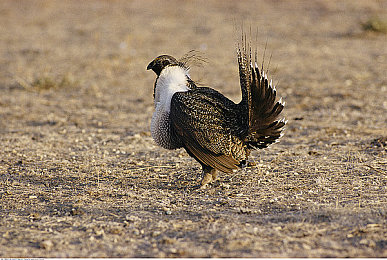 8 8 华人永久免费|“畅享无界,文化融通:互联网巨头倾力打造‘8 8 华人永久免费’福利盛宴”-1