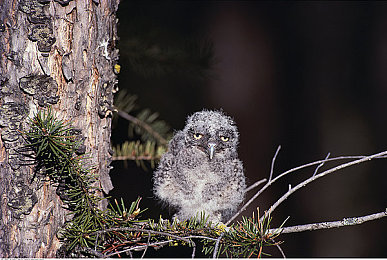 爱情岛 AV永久入口|探寻爱情岛秘境,邂逅浪漫永恒之旅-1