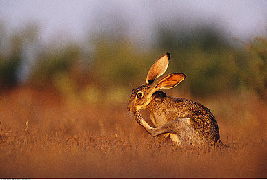 app污|揭秘暗角:解锁“App污”之谜,守护清朗网络空间-1