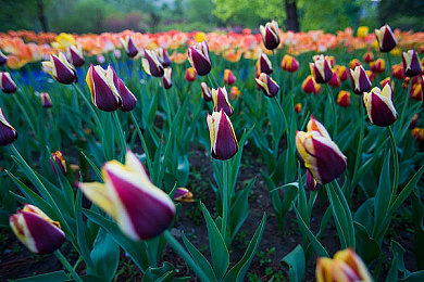 蓬莱山花样年华Ep5|穿越蓬莱仙境,邂逅花样年华之旅-2