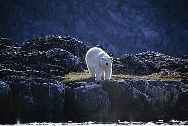 花季传媒app每天三次|创建属于你的独特社交世界与创意平台-2