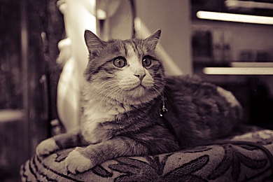 色情软件免费下载|数字时代,如何保护青少年免受侵害-1