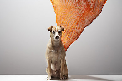 91日本|东瀛掘金:91日本助力跨境电商新篇章-1