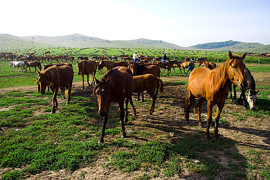 罗宾帮助乔巴排毒素｜生死相依，医海无涯解毒战