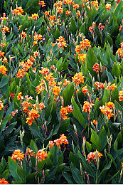 无遮挡120秒试看5次|视频平台创新突破,无遮挡120秒试看5次功能引领行业新潮流-1