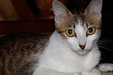 花季v 3.07｜花季v 3.07：性能飞跃，协作新篇章，揭秘高效新技巧-1