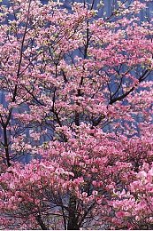 32岁绝情寡妇情侣网名|网络风波下的情感标签:揭示“绝情寡妇”背后的社会痛点-1