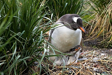 男男♂Gay 直播网站｜畅游彩虹世界，创新男男直播新纪元-1