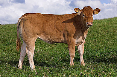 国产AV传媒｜性文化革新潮流下的道德与法律探索-2