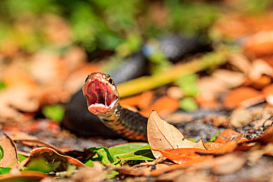 潘金莲双乳晃动干柴烈火｜网络恶搞图片引发争议：潘金莲形象扭曲，道德伦理底线再受挑战-2
