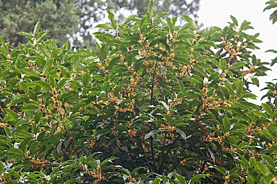 斯托娅出演的满天星｜斯托娅配音引燃星空冒险，全新游戏《满天星》带你探索宇宙奥秘-2