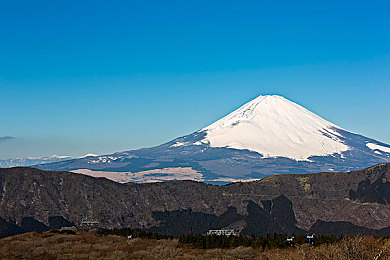 邪恶木|神秘“邪恶木”蔓延多地,环保危机亟待全球携手应对-2