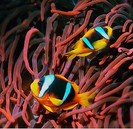 巨茎黑人大战范冰和刘涛|范冰冰刘涛对决巨茎黑人,跨界巅峰之战震撼来袭!-1