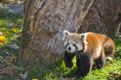 芭乐视app下载旧版本大全｜芭乐视旧版回归，重温经典娱乐时光-1