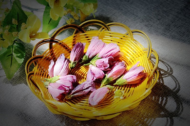 花季传禖3次免费|浪漫邂逅,花季传禖助力爱情绽放-1