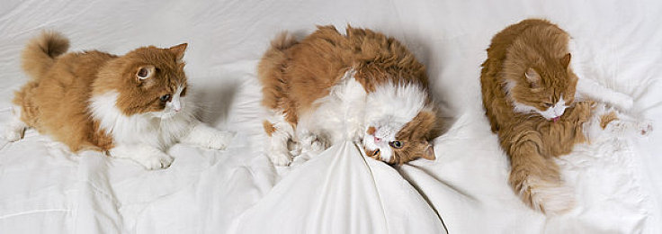 大香蕉手机在线｜畅游指尖奇幻世界！大香蕉手机在线游戏攻略揭秘，带你体验精彩冒险-1