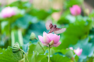 色多多APP下载｜色多多APP下载热潮席卷，多元化娱乐体验受好评-2