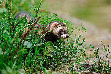 浪荡人妻共32部黑人大|探寻多元文化魅力:32部黑人影视作品,共鉴人性光辉-1