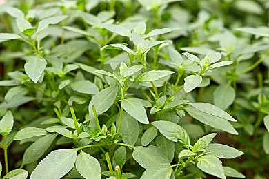 芭乐视app旧版本大全下载官网｜芭乐视旧版大全，畅享经典时光，一键下载无忧-1