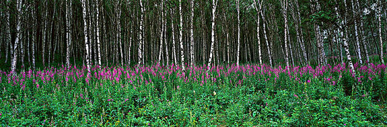 Xdevios中文免费版下载入口｜编程利器Xdevios中文版免费启航，开发者新体验开启-2