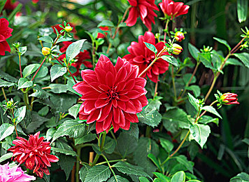 麦乐迪女超人 满天星版｜麦乐迪女超人星际冒险，闪耀星空奇幻之旅-2