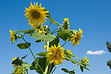 每日大乱斗｜每日激战：策略竞技，自由混战，体验激情盛宴-2