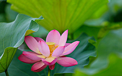 色情3D黄肉斗破苍穹｜斗破苍穹3D游戏色情风波：家长担忧，网友呼吁严打-1