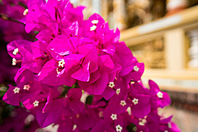 汤姆叔叔网站温馨提示使用谷歌浏览器打开｜汤姆叔叔网站焕新升级，谷歌浏览器助你畅享极速体验-3